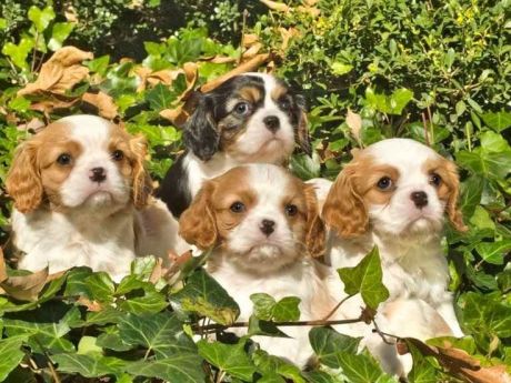 07e5a31b271f7dc58284c6fbfeeb2aad--king-charles-spaniels-cavalier-king-charles
