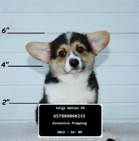 9bf03351048d78802cdc11d6233cc768--corgi-funny-corgi-puppies